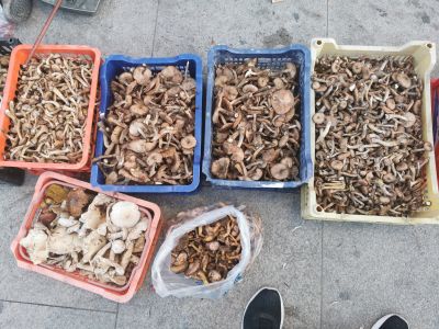 早市