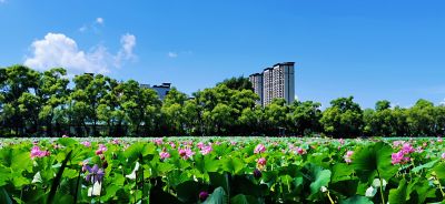 风景