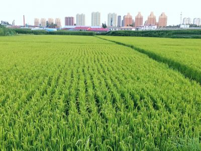 城市