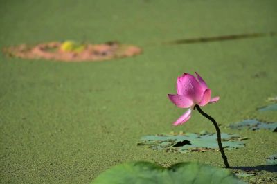动植物