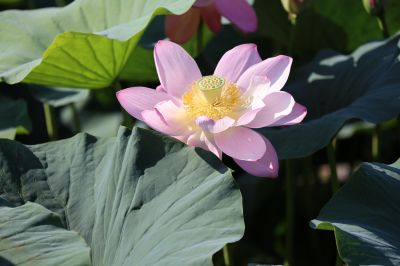 动植物