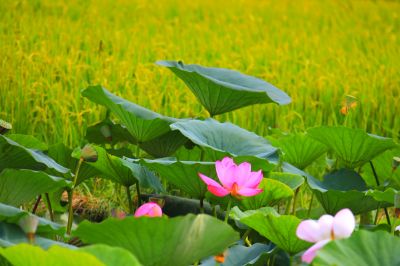 城市