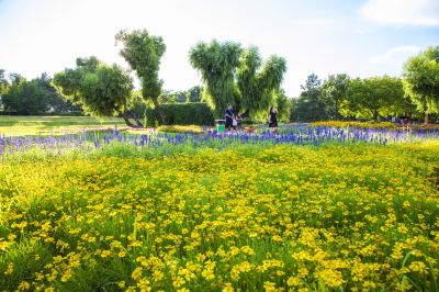 风景