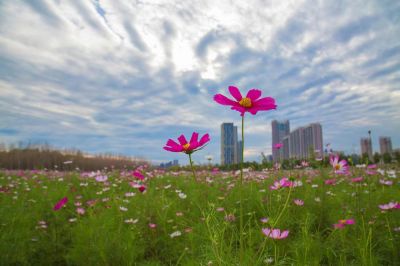 风景