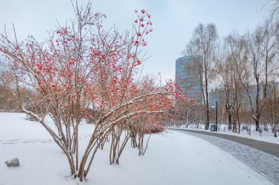 雪后的丁香公园