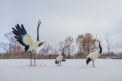 雪后的丁香公园