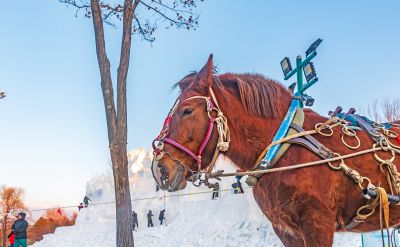 太阳岛雪博会试开园 