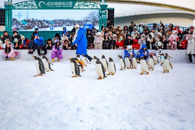 企鹅巡游走秀
