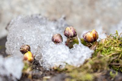 雨阳公园冰凌花