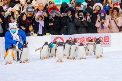 哈尔滨极地公园企鹅表演