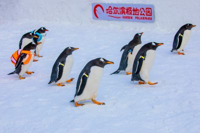 哈尔滨极地公园企鹅表演