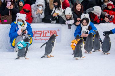 哈尔滨极地公园企鹅表演