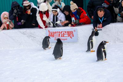 哈尔滨极地公园企鹅表演
