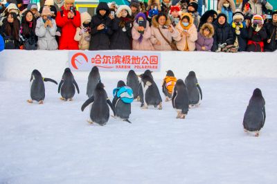 哈尔滨极地公园企鹅表演