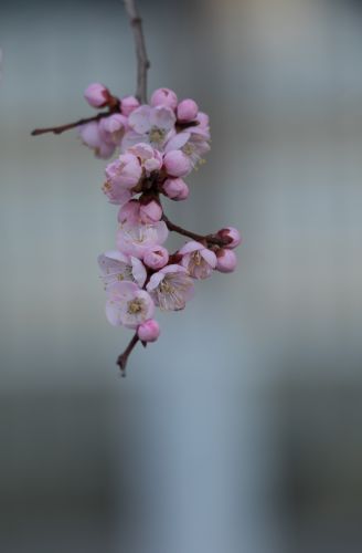春季城市