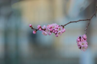 春季城市