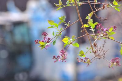 春季城市