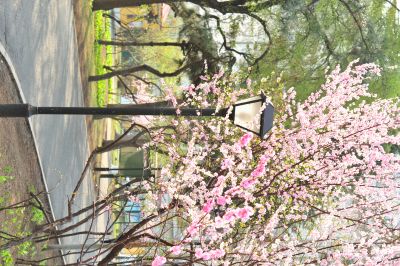 春季城市