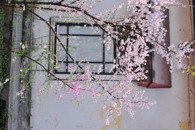 春季城市