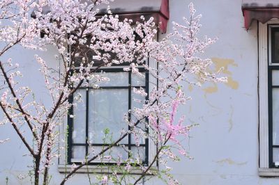 春季城市