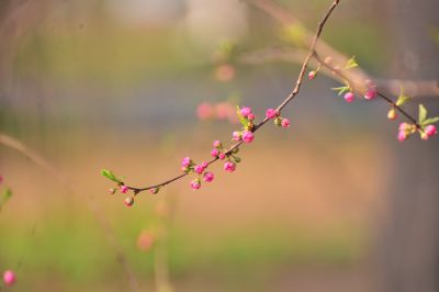 春季城市