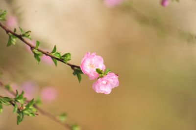 春季城市