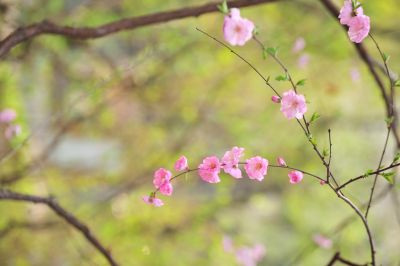 春季城市