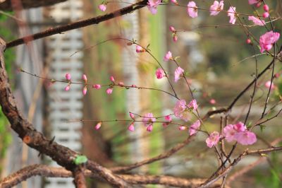 春季城市