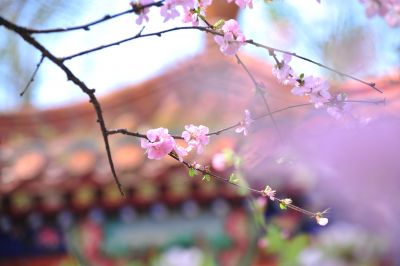 春季城市