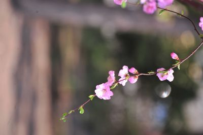 春季城市