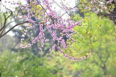 春季城市