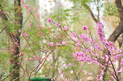 春季城市