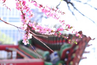春季城市