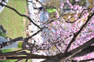 春季城市