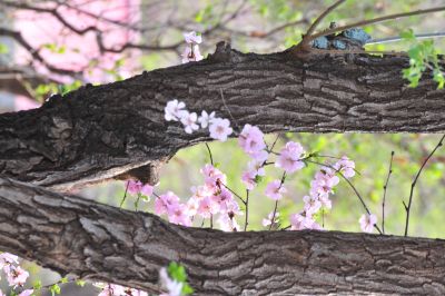 春季城市