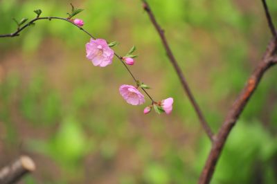 春季城市