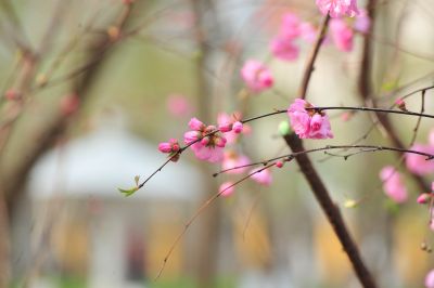 春季城市