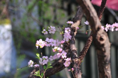 春季城市