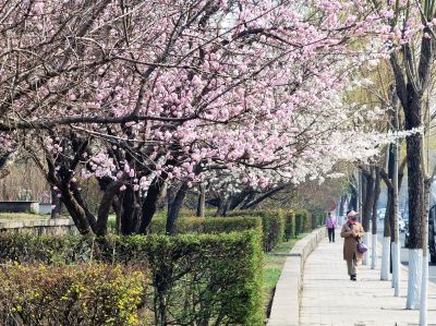 春季城市