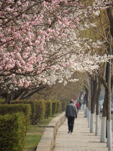 春季城市