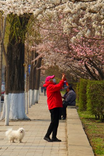 春季城市