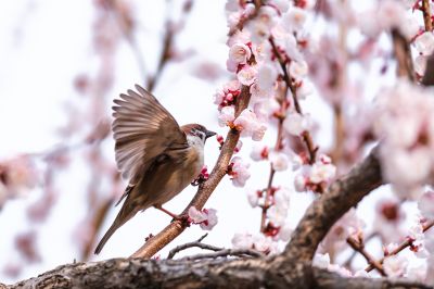 春季城市