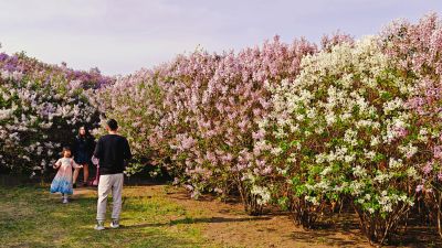 春季城市
