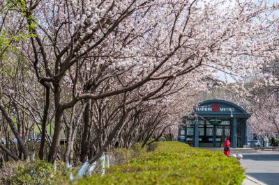 春季城市