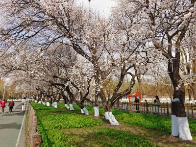 春季城市