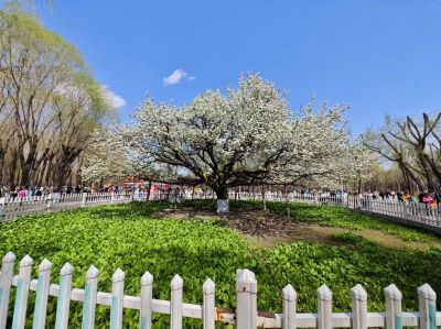 春季城市