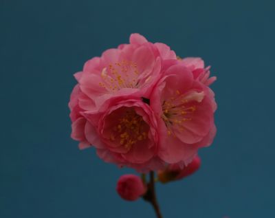 春季