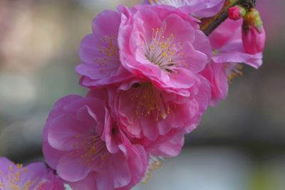 春季