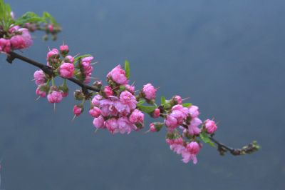 春季
