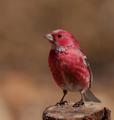 春季